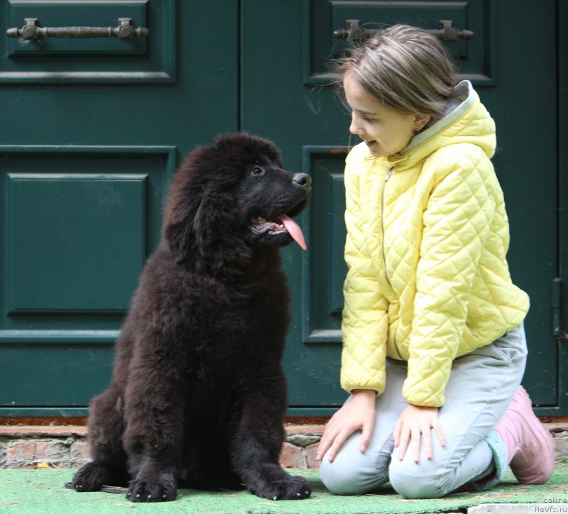 Фото: ньюфаундленд Супер Премиум Египет