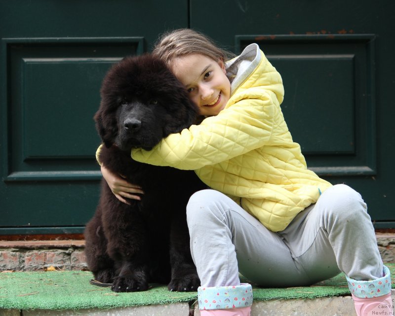 Фото: ньюфаундленд Супер Премиум Египет