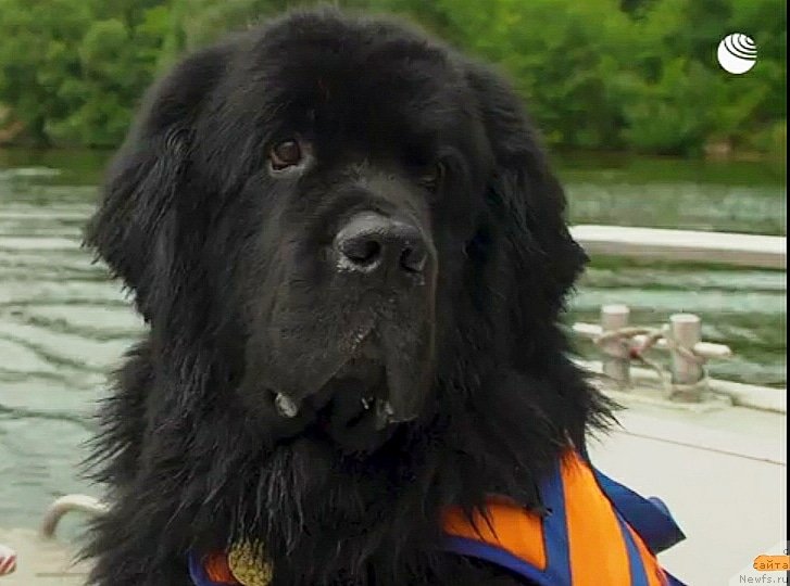 Фотография № 247512