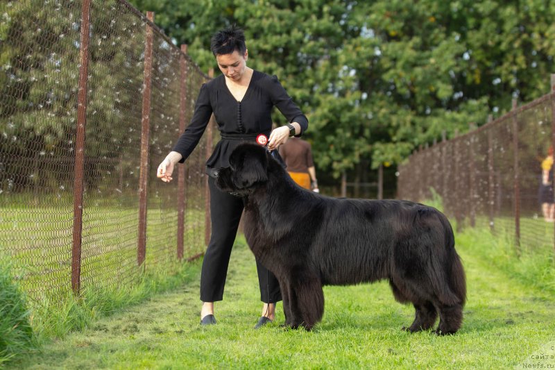 Фото: ньюфаундленд Браунблад MCК Лави Нэман (Brownblood MSK Lavy Neman), Александра Васина