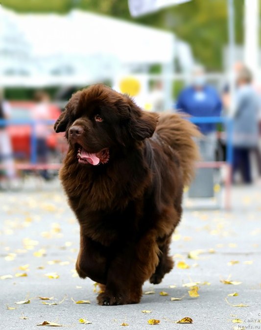 Фото: ньюфаундленд Плюшевая Панда Плюс Плюс оф Лове (Plushevaya Panda Plus Plus of Love)