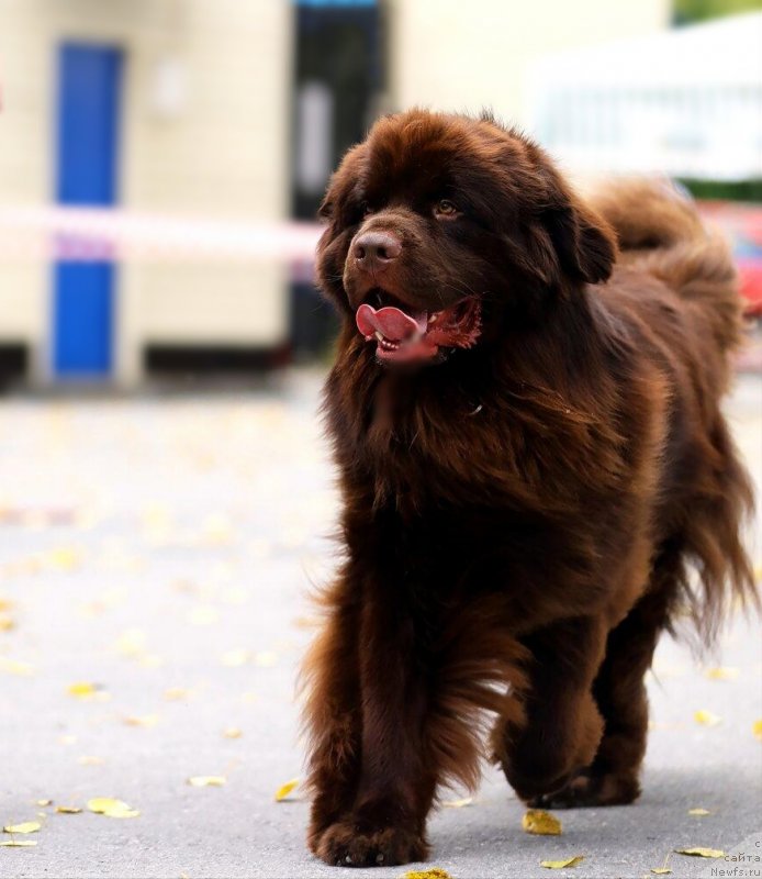 Фото: ньюфаундленд Плюшевая Панда Плюс Плюс оф Лове (Plushevaya Panda Plus Plus of Love)