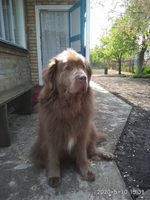 Фото: ньюфаундленд Ezhevika Lilovaya Yagodka Super Mishka