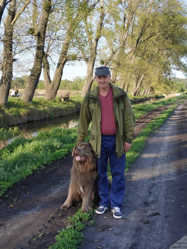 Фото: ньюфаундленд Ezhevika Lilovaya Yagodka Super Mishka