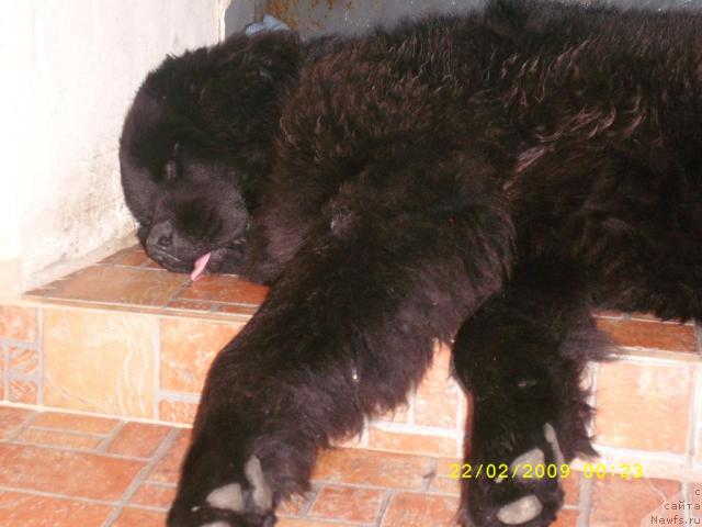 Фото: ньюфаундленд Жемчужина Сибири от Марлеон Дусвик