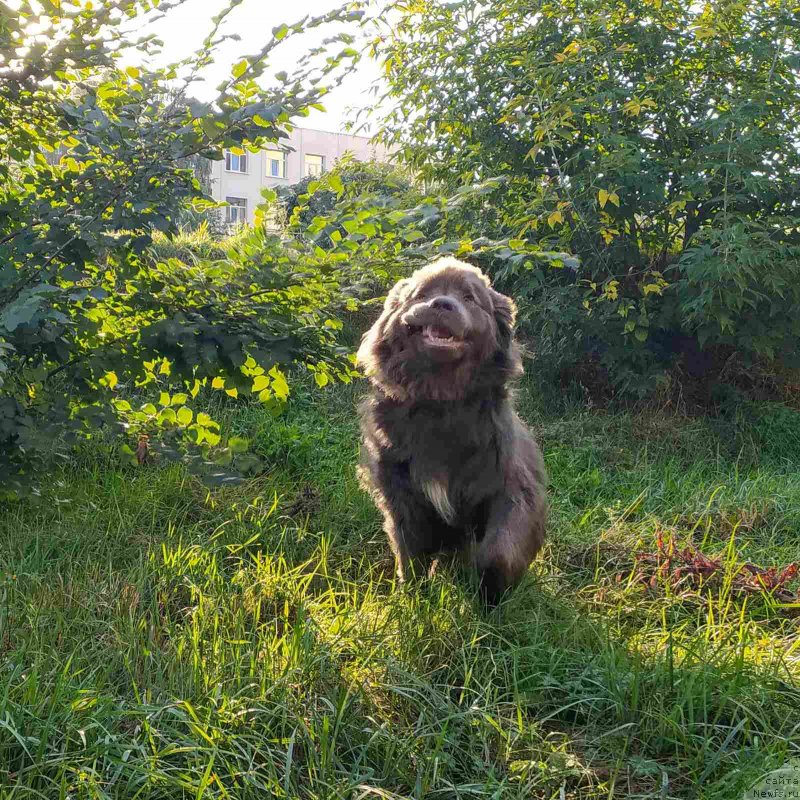 Фото: ньюфаундленд Ezhevika Lilovaya Yagodka Super Mishka