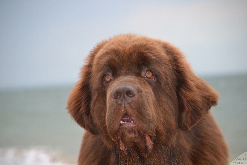 Фото: ньюфаундленд Ханни для Вятских Медведей (Hanni dlya Vyatskikh Medvedey)