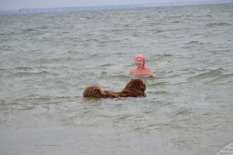 Фото: ньюфаундленд Ханни для Вятских Медведей (Hanni dlya Vyatskikh Medvedey)