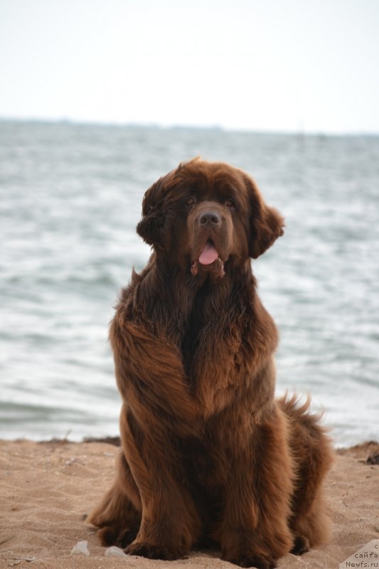 Фото: ньюфаундленд Ханни для Вятских Медведей (Hanni dlya Vyatskikh Medvedey)