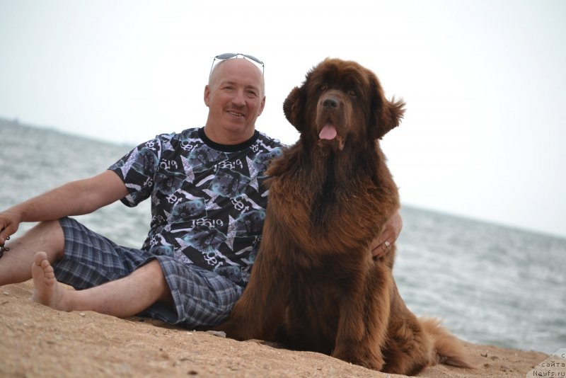 Фото: ньюфаундленд Ханни для Вятских Медведей (Hanni dlya Vyatskikh Medvedey)