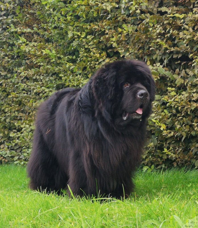 Фото: ньюфаундленд Супер Премиум Фри Винд (Super Premium Free Wind)