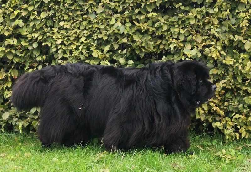 Фото: ньюфаундленд Супер Премиум Фри Винд (Super Premium Free Wind)