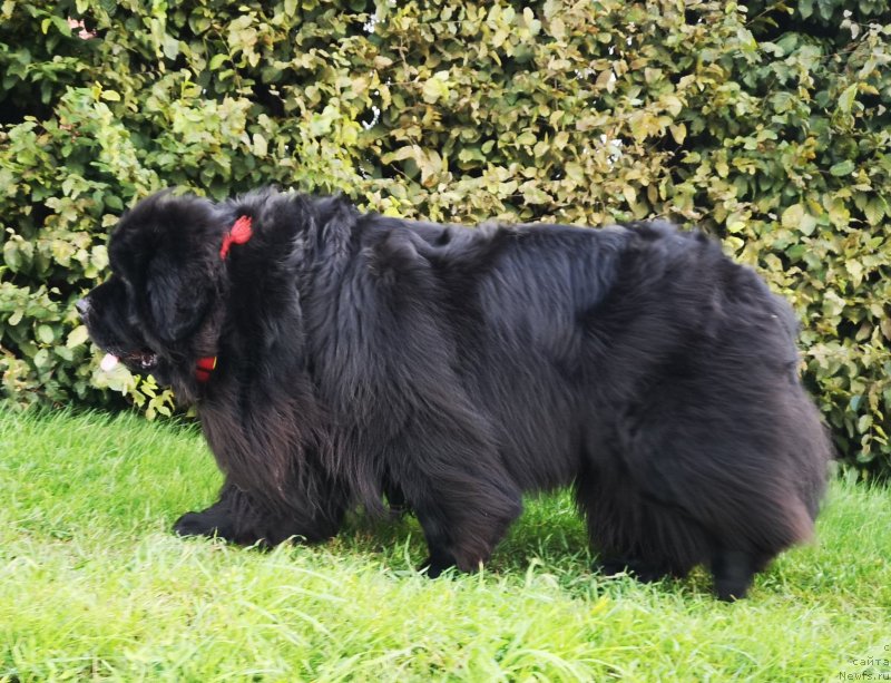 Фото: ньюфаундленд Супер Премиум Фри Винд (Super Premium Free Wind)