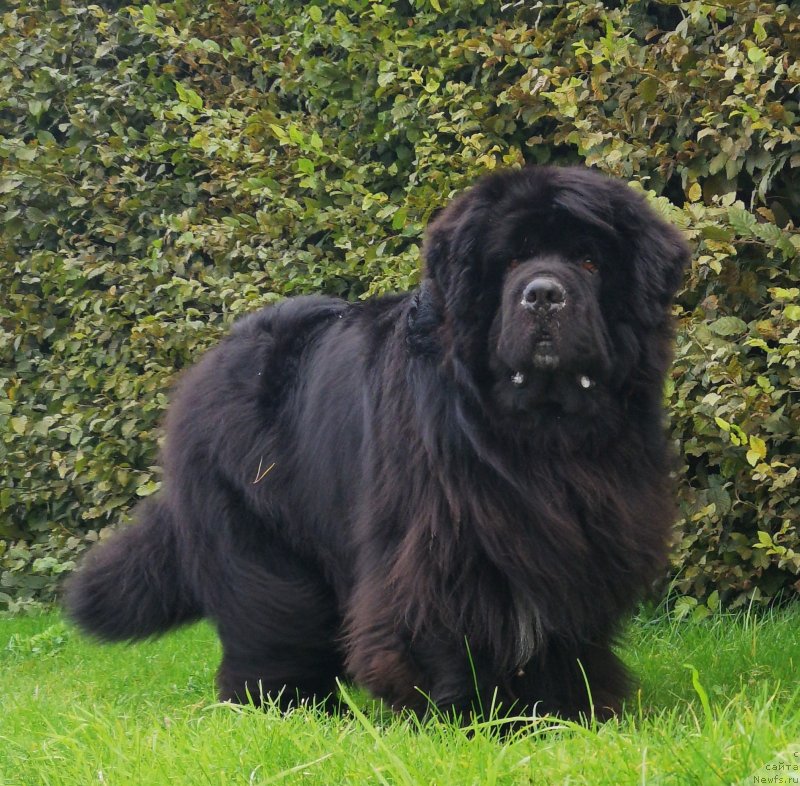 Фото: ньюфаундленд Супер Премиум Фри Винд (Super Premium Free Wind)