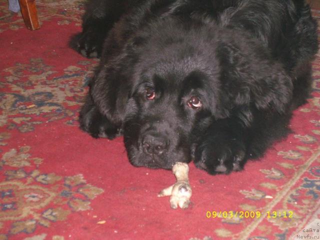 Фото: ньюфаундленд Жемчужина Сибири от Марлеон Дусвик