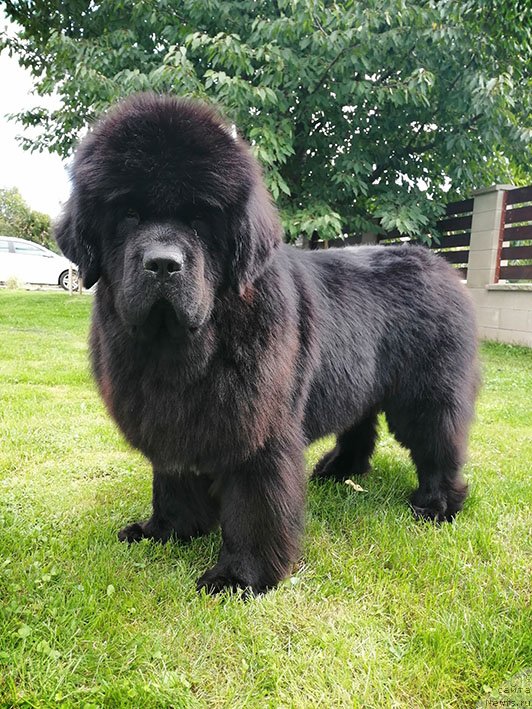 Фото: ньюфаундленд Даркфлайт Римма (Darkflight Rimma)