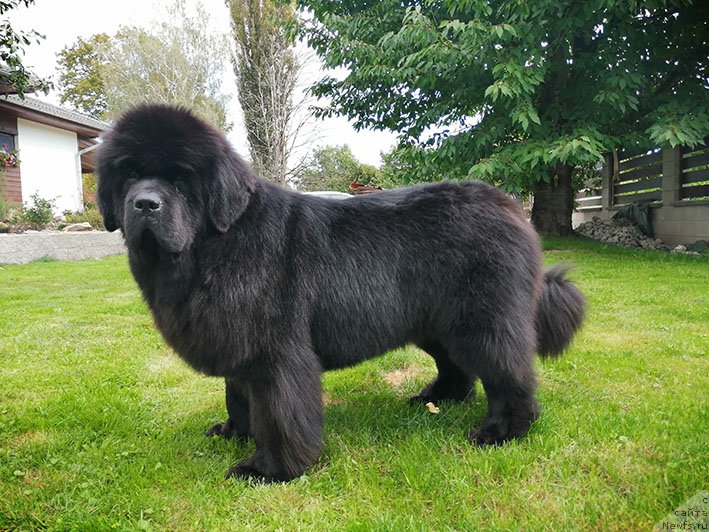 Фото: ньюфаундленд Даркфлайт Римма (Darkflight Rimma)