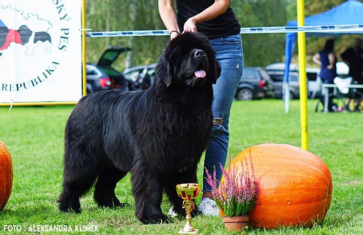 Фото: ньюфаундленд Даркфлайт Римма (Darkflight Rimma)