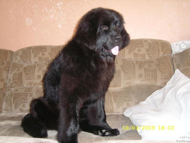 Фото: ньюфаундленд Жемчужина Сибири от Марлеон Дусвик