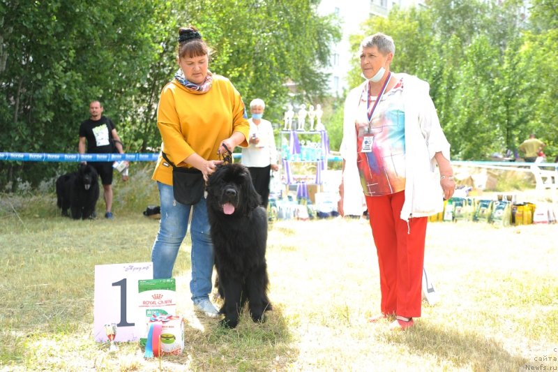 Фото: ньюфаундленд Есения Стюарт