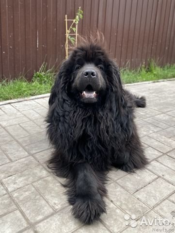 Фото: ньюфаундленд Никола Сибирский Богатырь