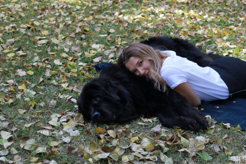 Фото: ньюфаундленд Елизара Тауэр