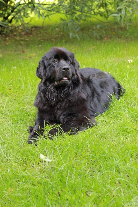 Фото: домашняя кличка Эля