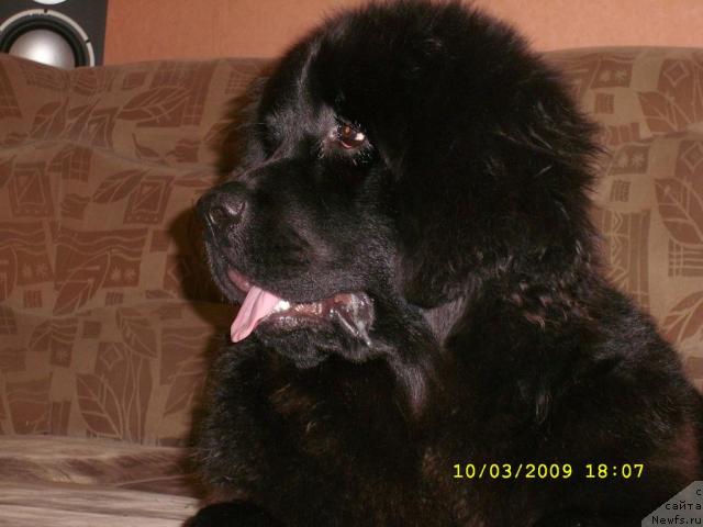 Фото: ньюфаундленд Жемчужина Сибири от Марлеон Дусвик