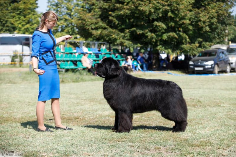 Фото: ньюфаундленд Акватория Келвин Женераль (Aquatoriya Kelvin Zheneral)