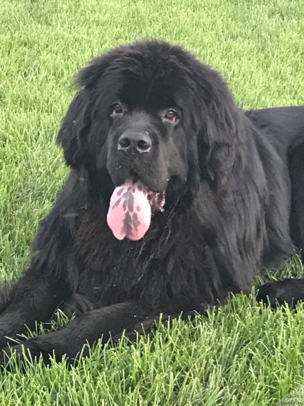 Фото: ньюфаундленд Елисей Инфант (Elisey Infant)