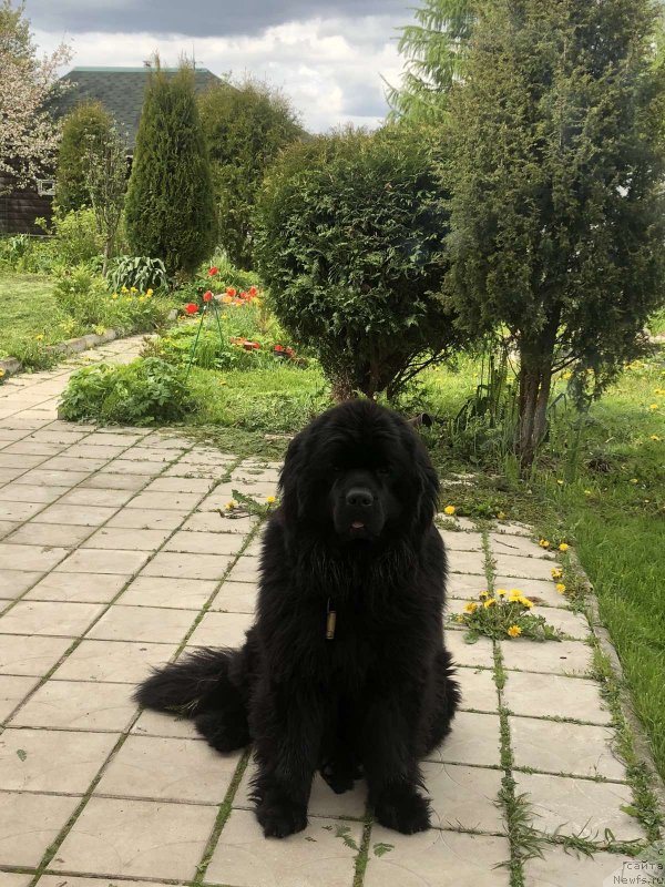 Фото: ньюфаундленд Енисей Шевалье