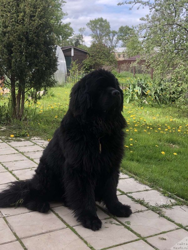 Фото: ньюфаундленд Енисей Шевалье