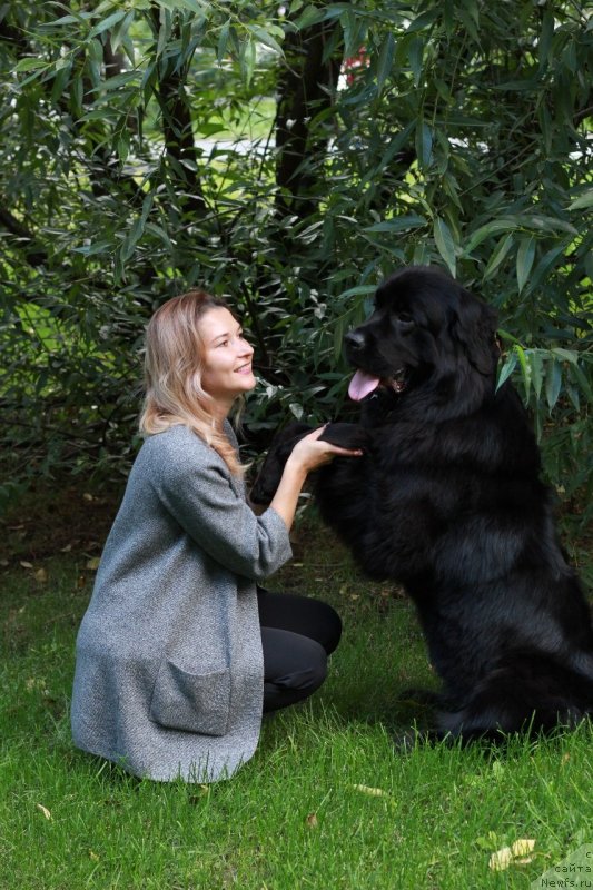 Фото: ньюфаундленд Елизара Тауэр