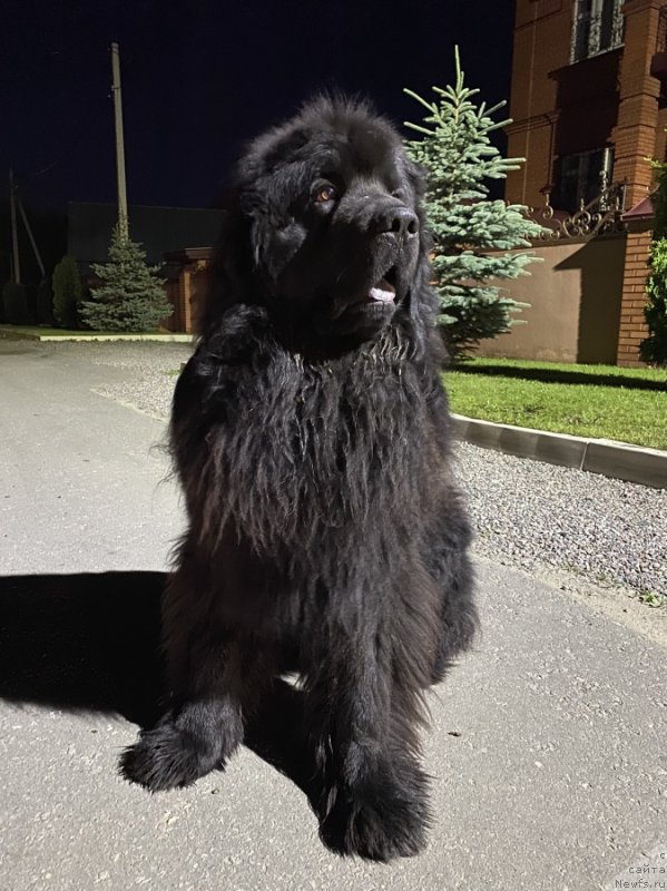 Фото: ньюфаундленд Нестор Мудрый Топтышка