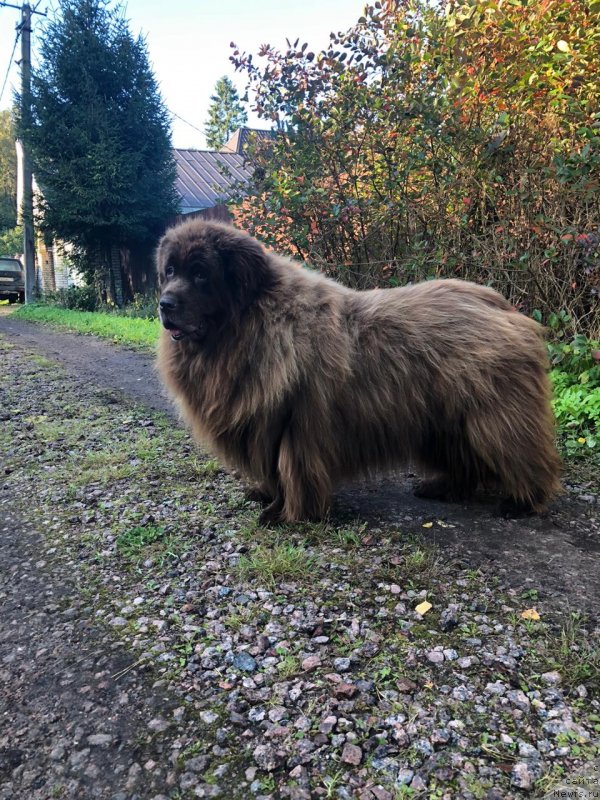 Фото: ньюфаундленд Красота Чистого Золота