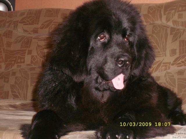 Фото: ньюфаундленд Жемчужина Сибири от Марлеон Дусвик