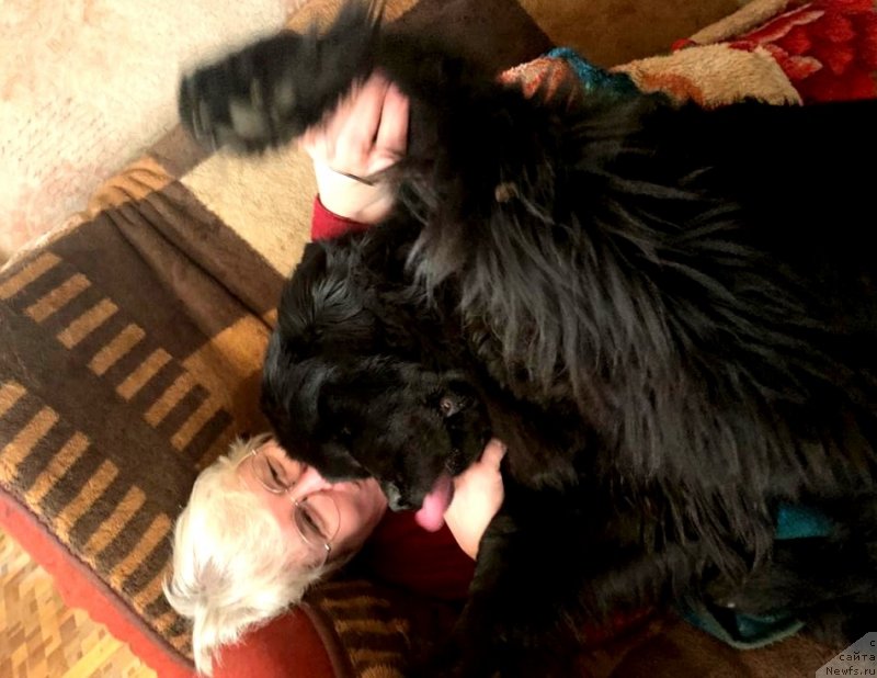 Фото: ньюфаундленд Парки из Антаграда (Parki is Antagrada)