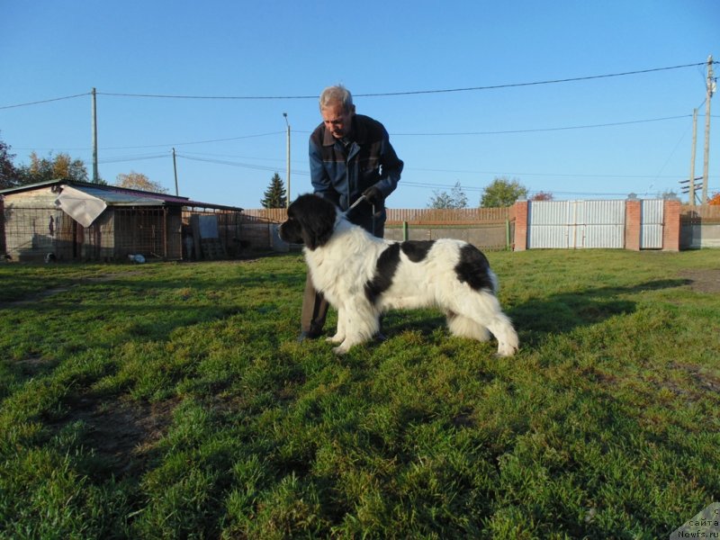 Фото: ньюфаундленд Варвара Краса от Карельских Медведей