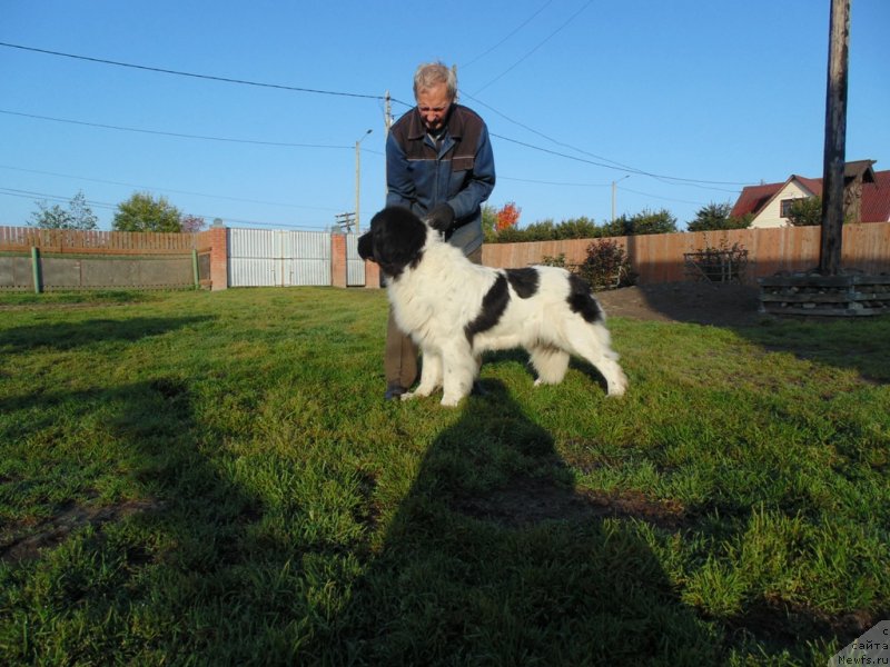 Фото: ньюфаундленд Варвара Краса от Карельских Медведей
