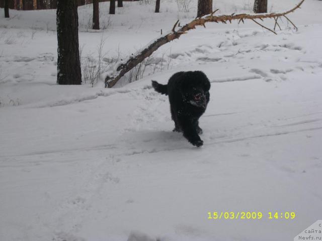 Фото: ньюфаундленд Жемчужина Сибири от Марлеон Дусвик