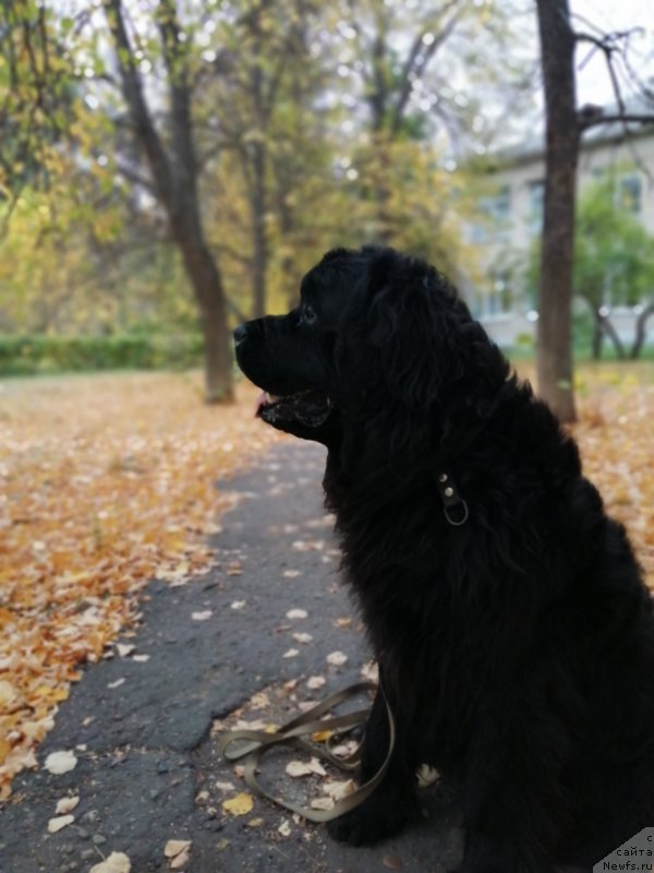 Фото: ньюфаундленд Ньюфорт Хайпер Кьют