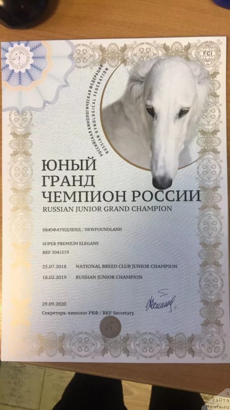 Фото: ньюфаундленд Супер Премиум Элеганс (Super Premium Elegans)
