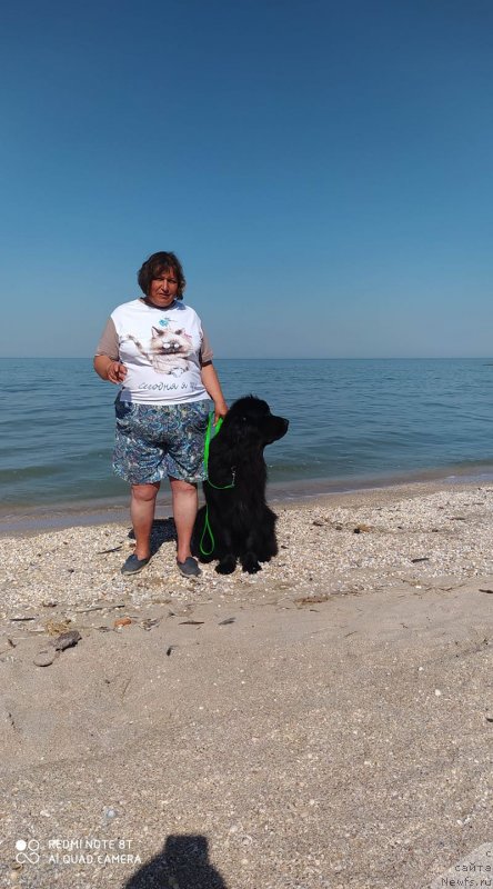 Фото: ньюфаундленд Крестовая Дама с Берега Дона (Krestovaya Dama s Berega Dona), Лилиана Рахматова