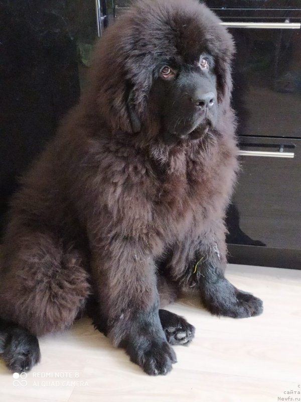 Фото: ньюфаундленд Супер Премиум Елизар