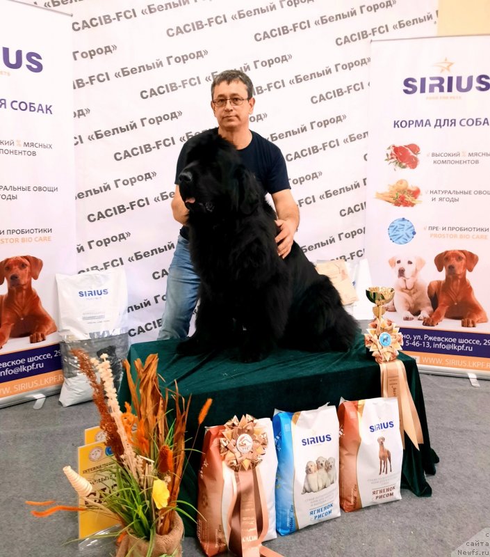 Фото: ньюфаундленд Аминас Фест Той (Amina'c First Toy), Роман Билинский