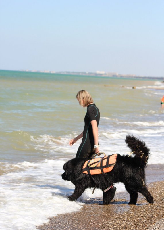Фото: ньюфаундленд Риччи с Берега Дона (Richchi s Berega Dona), Анастасия Киреева
