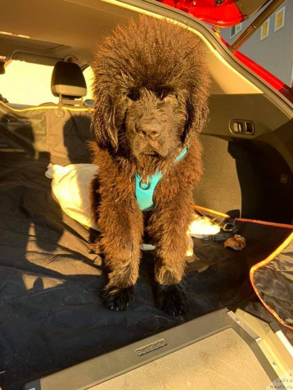 Фото: ньюфаундленд Супер Премиум Египет