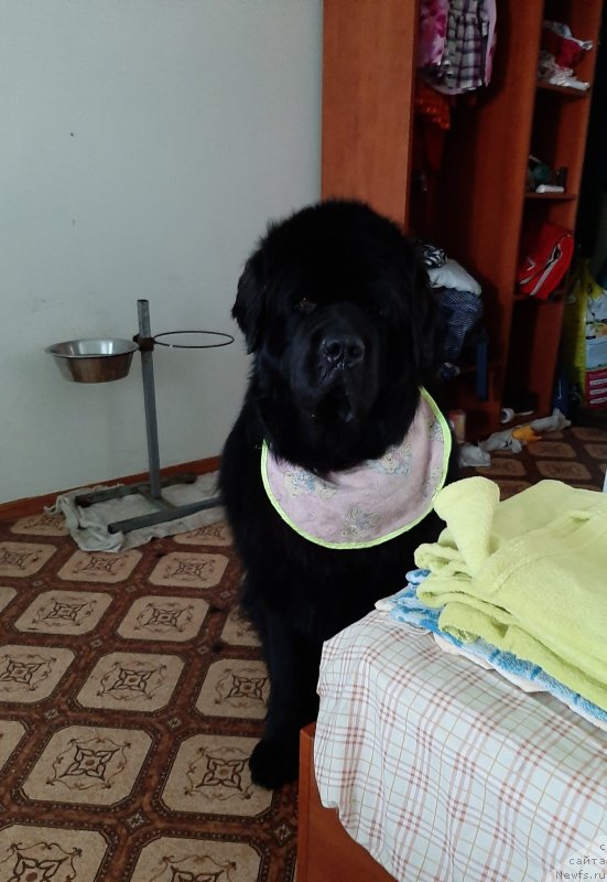 Фотография № 247627