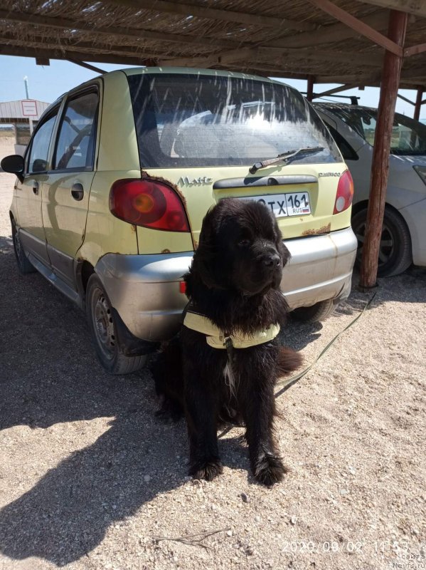 Фото: ньюфаундленд Даанич Веселый Роджер