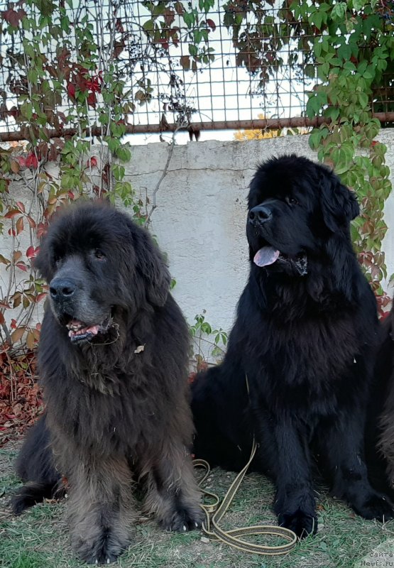 Фотография № 247654